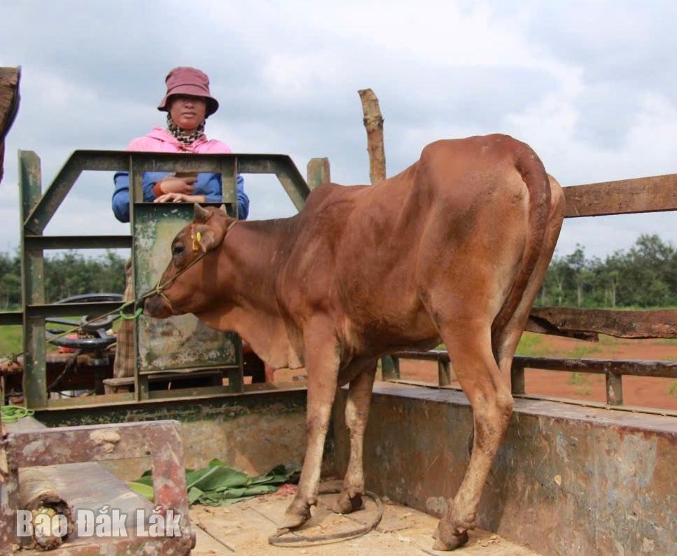 Gia đình chị ở buôn phấn khỏi khi được trao tặng bò sinh sản