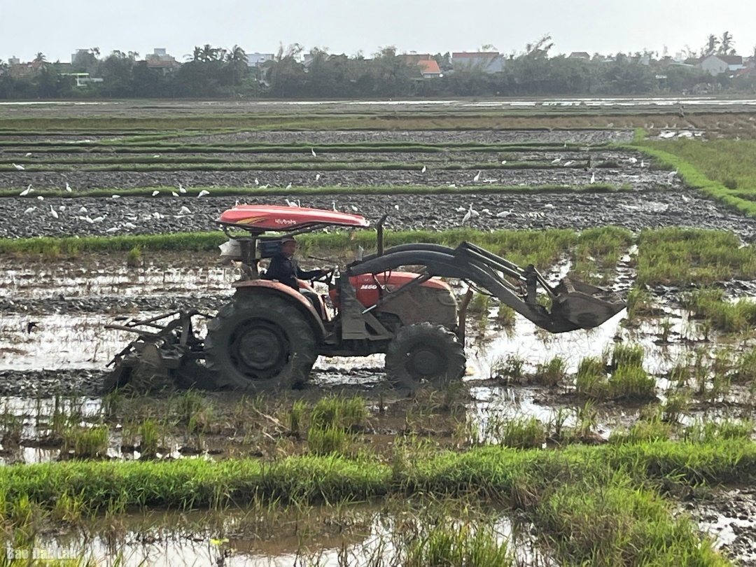 Nông dân phường Tuy Hòa cày đất, chuẩn bị sản xuất vụ Đông Xuân 2025 -2026. Ảnh: Bạch Vân