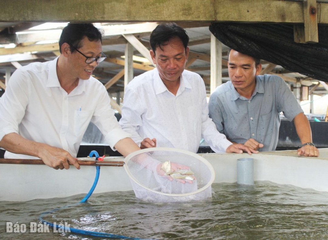 Các thành viên dự án kiểm tra việc ươm nuôi cá chim vây vàng