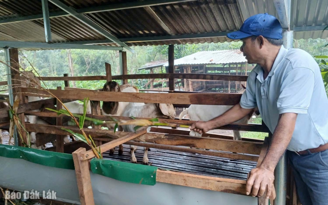 Nhiều người dân ở buôn Lang, xã Quảng thoát nghèo nhờ trồng cà phê, sầu riêng và nuôi dê. Trong ảnh, một người dân ở buôn Lang chăm sóc đàn dê của gia đình. 