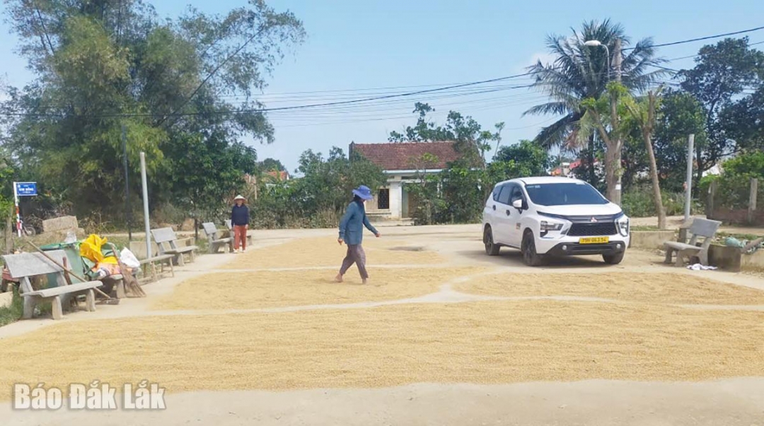 Tranh thủ nắng người dân phơi phần lúa không bị ngập để làm giống cho vụ Đông xuân.