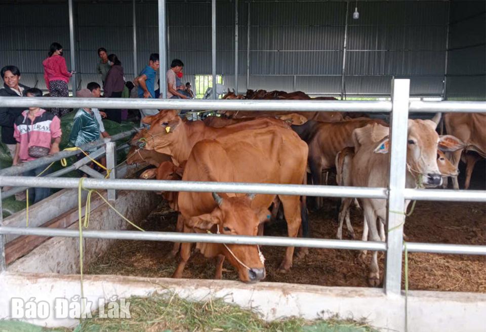 Nhóm chăn nuôi lựa chọn bò giống tại trại cung ứng.