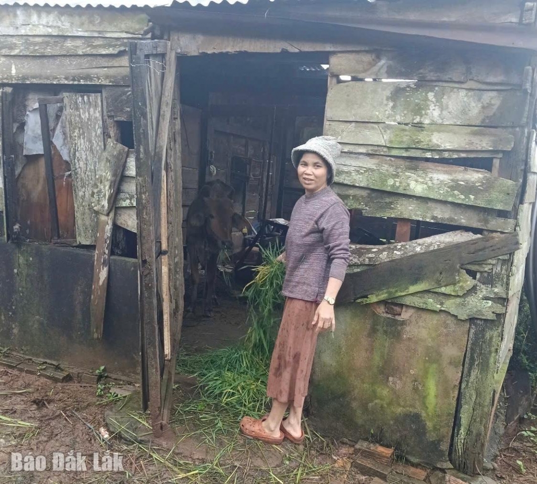 gia đình ông Y Thiun Mlô ở buôn Ngoan cố gắng chăm sóc bò sinh snr 