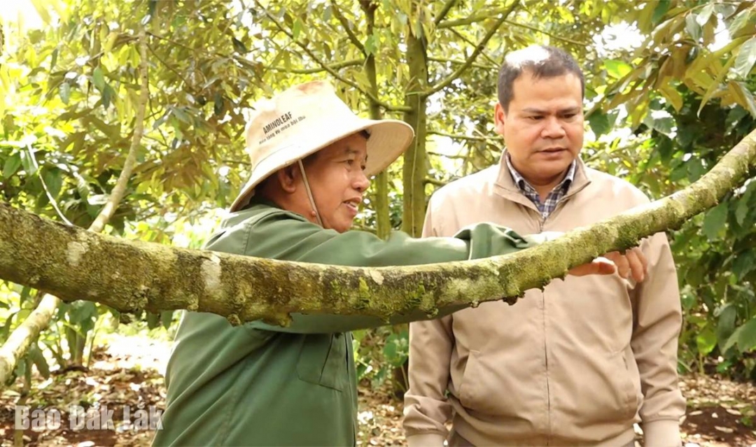 Ông Y Brắk Knul (bìa trái) chia sẻ về kỹ thuật canh tác sầu riêng.