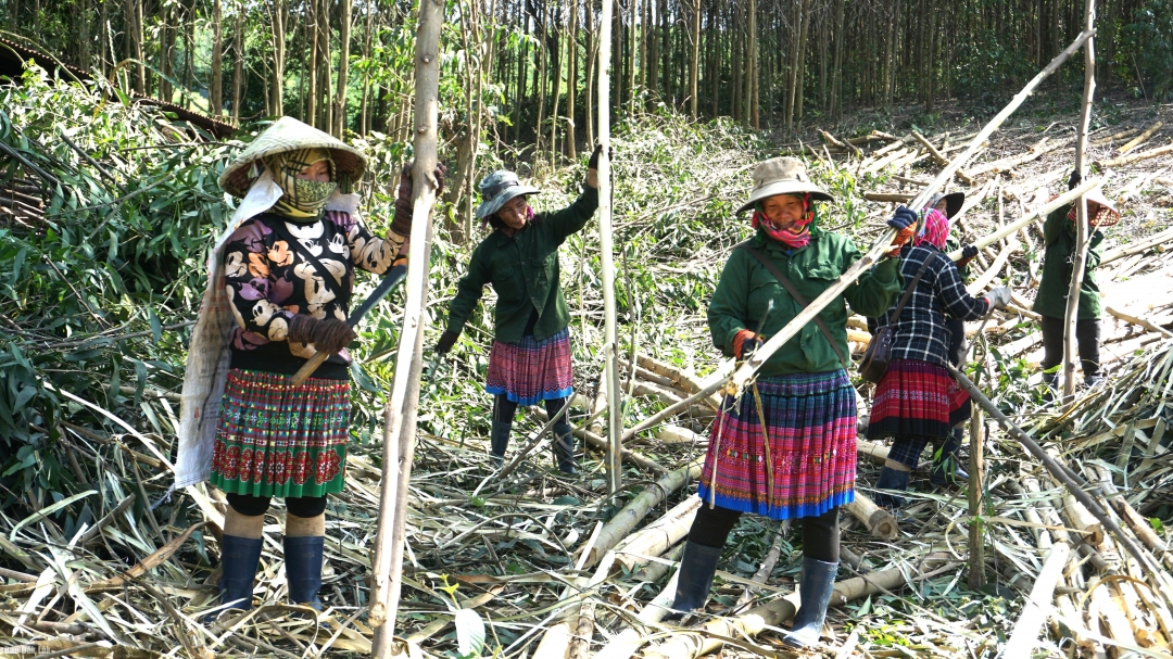Mô hình trồng keo mang lại thu nhập ổn định cho nhiều hộ dân ở thôn Cư Tê.