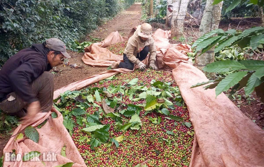 Nhờ liên kết với HTX HTX NN & DV Bình Minh mà người dân ở xã Quảng Phú bán cà phê với giá ổn định, thu nhập cao