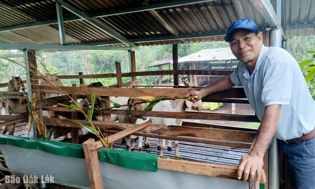 Ông Y Hiao Ênuôl, Trưởng buôn Lang không chỉ không chỉ là làm giàu cho riêng mình, mà còn là tinh thần sẻ chia, hướng dẫn bà con cùng làm ăn. 