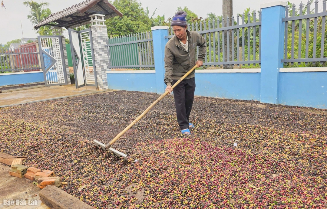 Ông Y Lam Niê vẫn luôn hăng hái lao động, sản xuất để nâng cao đời sống kinh tế của gia đình.