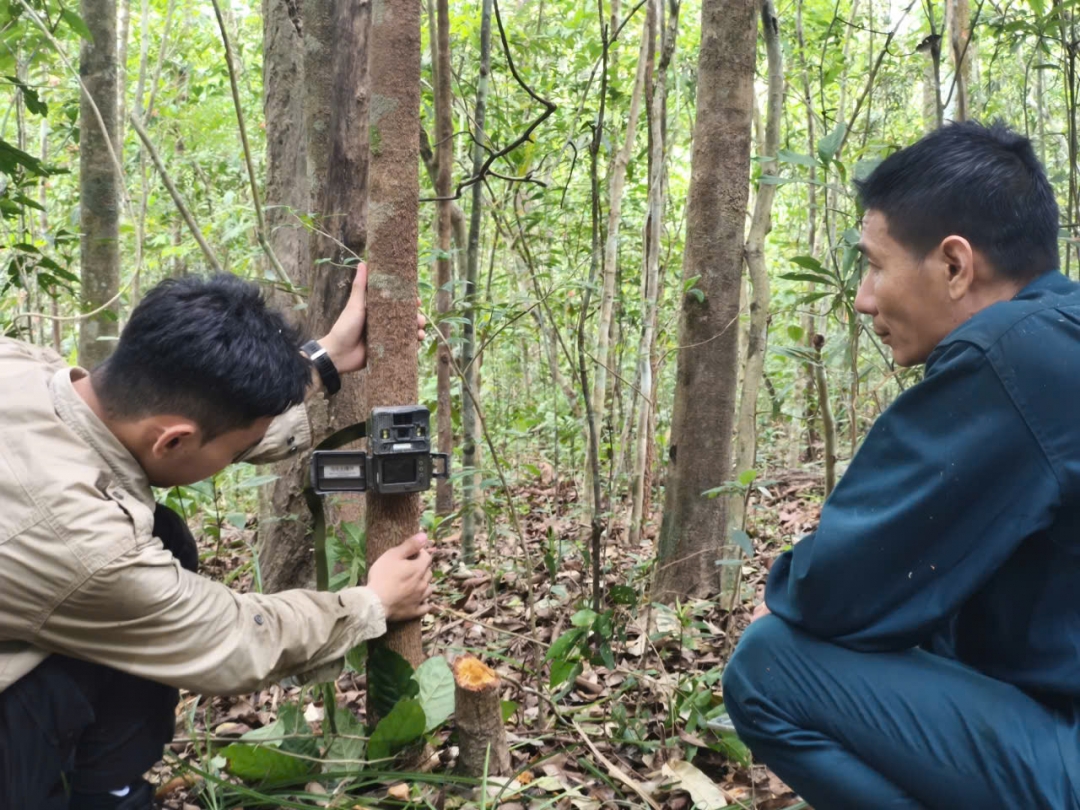 Lực lượng chức năng đặt bẫy ảnh để ghi nhận hình ảnh của các loài thú ở Khu Bảo tồn Thiên nhiên Ea Sô
