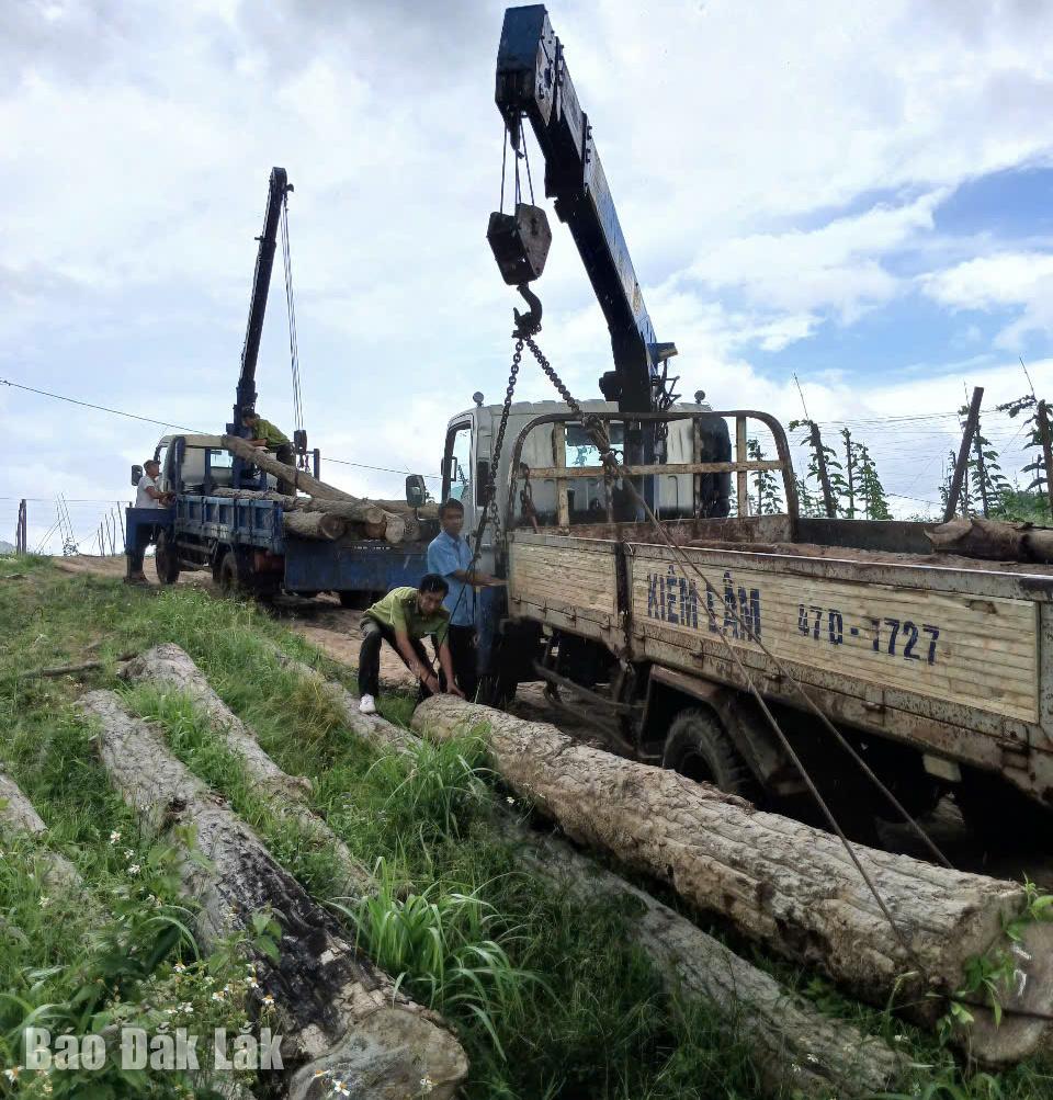 Cán bộ Hạt Kiểm lâm khu vực Ea Hleo ... khối lượng gỗ bị các đối tượng khai thác trái phép. 
