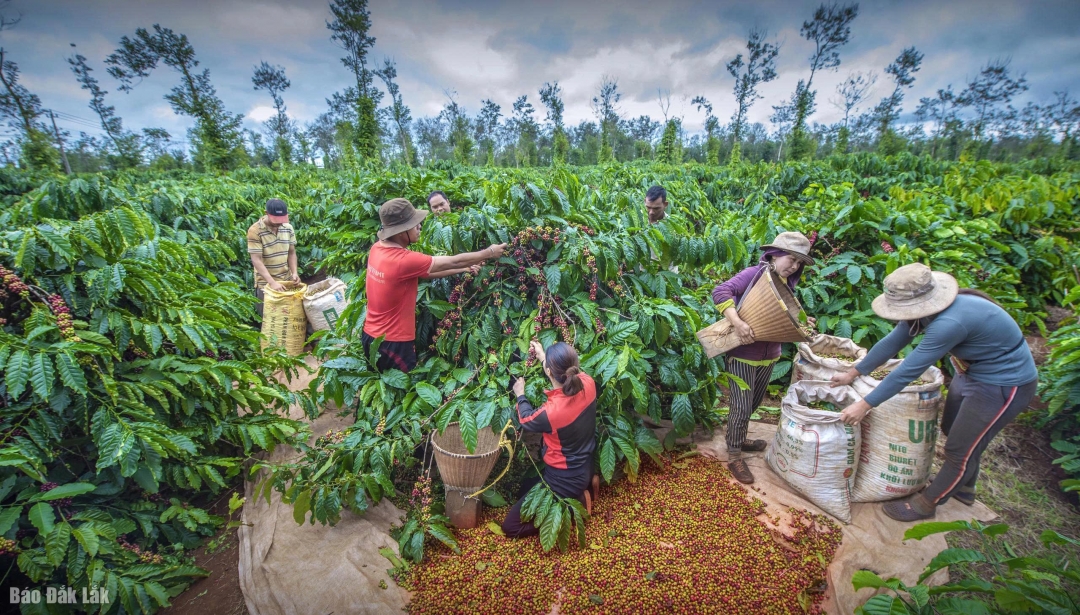 Ảnh minh họa: Hữu Nguyên 