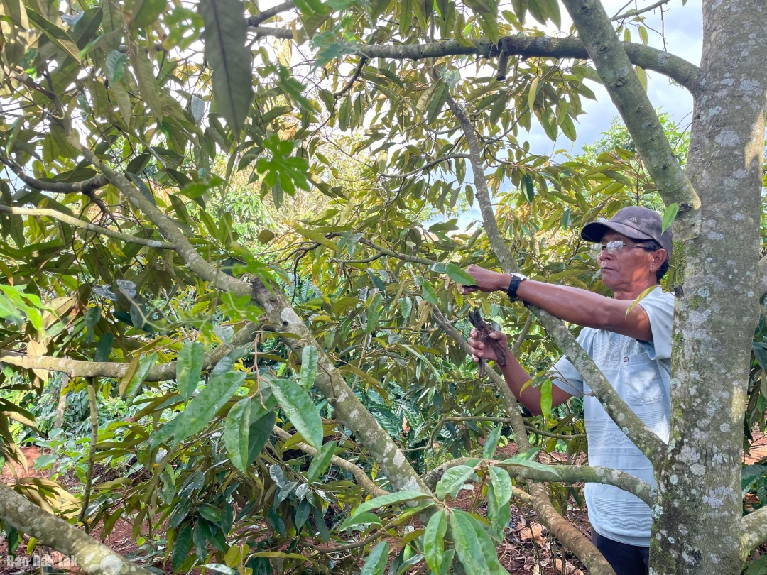 Ông chăm sóc sầu riêng.