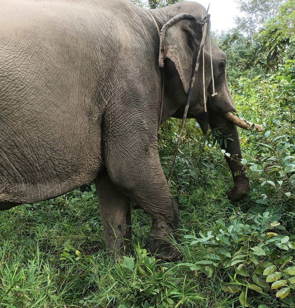 Voi nhà Khăm Sinh ở buôn Ea Mar (xã Buôn Đôn) bị voi rừng tấn công bị thương ở phần đuôi.