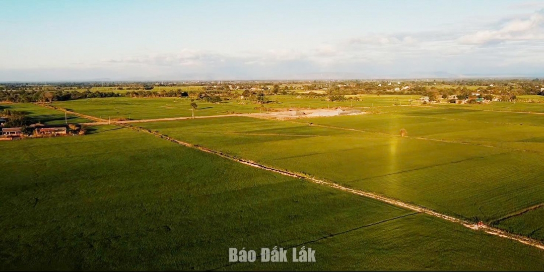 Lúa là cây trồng chủ lực giúp người dân xã Ea Bung thoát nghèo.