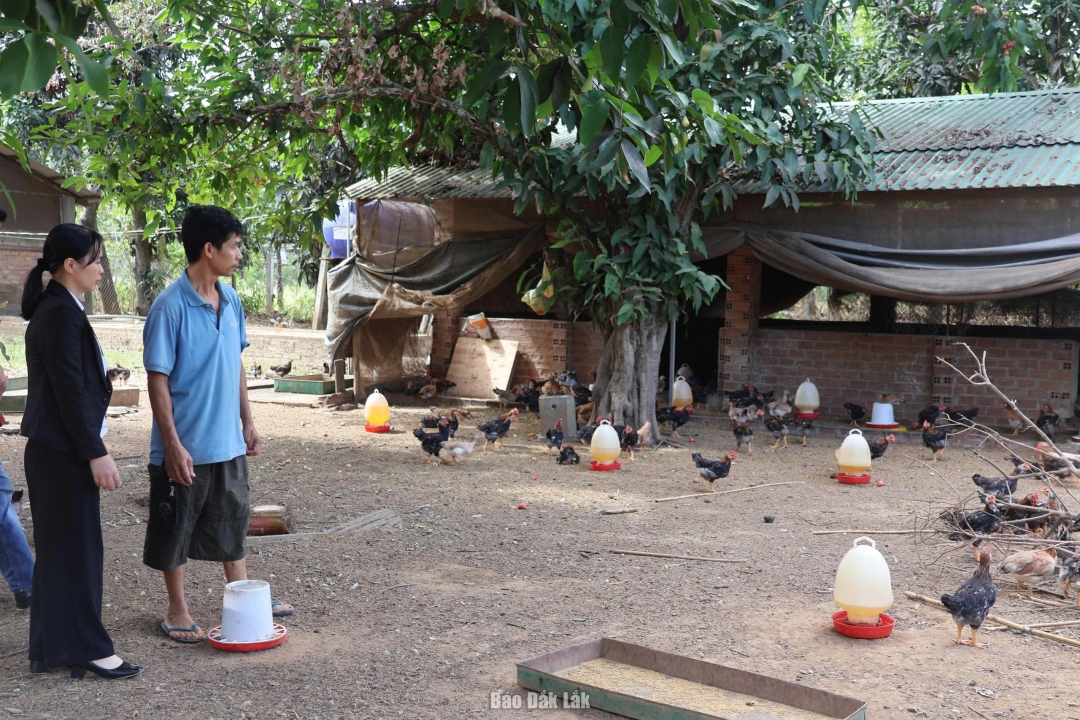 Mô hình chăn nuôi gà thịt của người dân