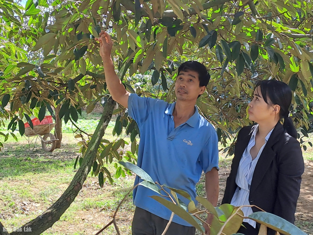 Mô hình kinh tế của ông Tô Đức Huy (thôn 5, xã Ea Bung).