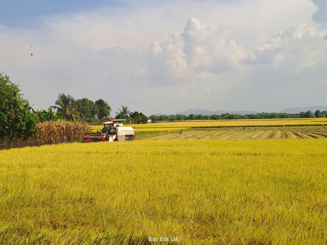 Nhiều người dân xã Ea Bung thu nhập cao nhờ trồng lúa ST25