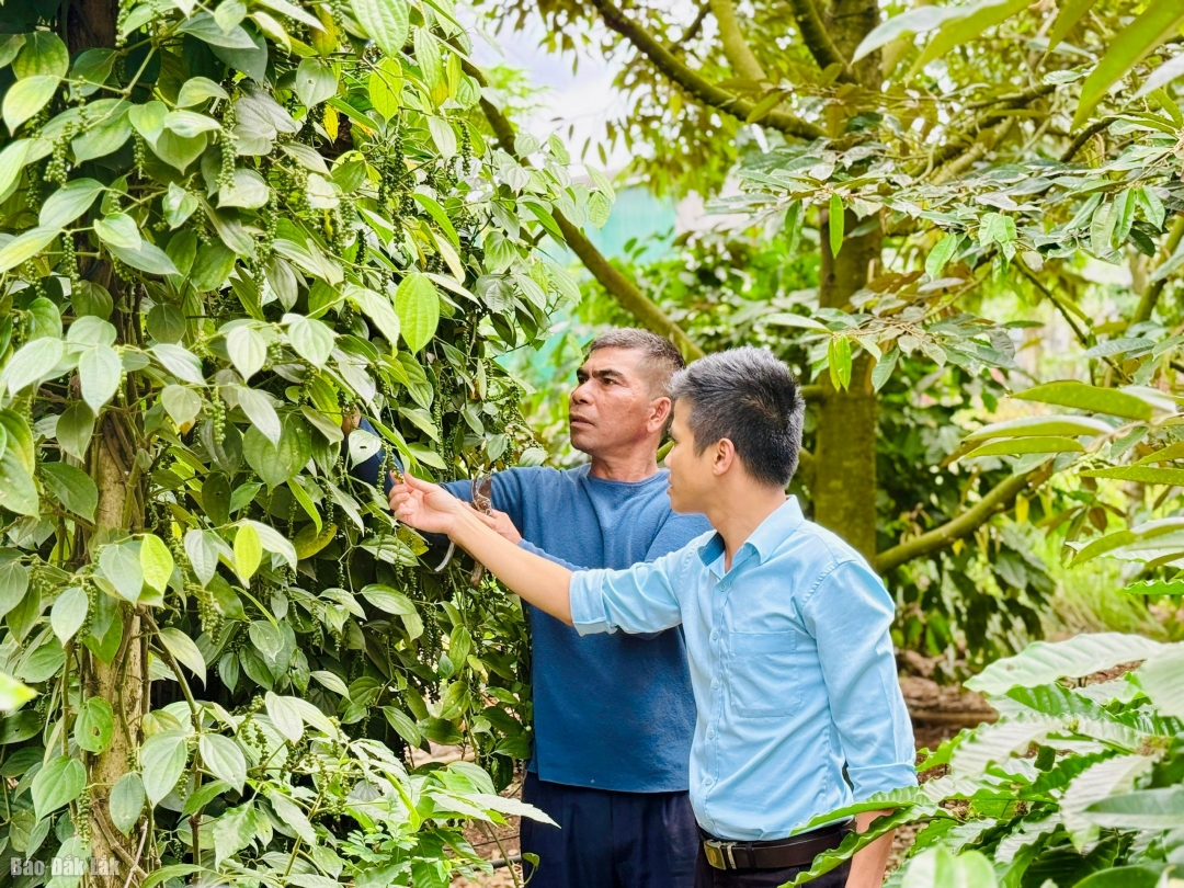 Ông Y Sing Niê (bên trái), buôn Sút Hluốt luôn chịu khó học hỏi các mô hình phát triển kinh tế, vươn lên làm giàu