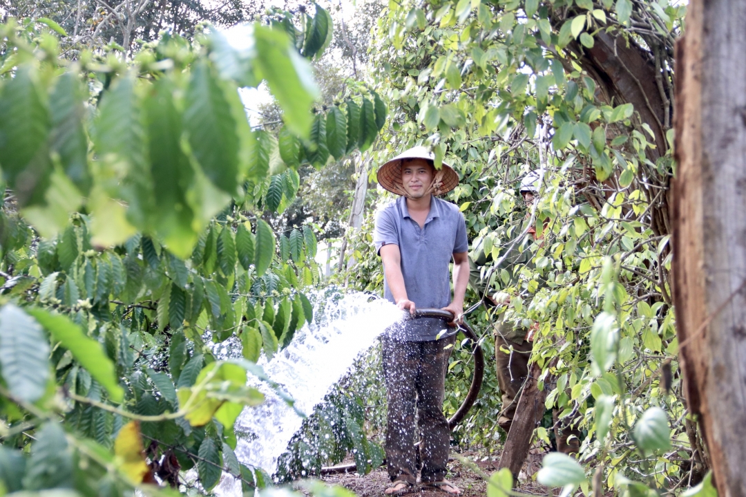 Anh Nguyễn Danh Bình (thôn Hiệp Tiến, xã Quảng Hiệp, huyện Cư M’gar) đã tưới cà phê nhiều ngày qua.