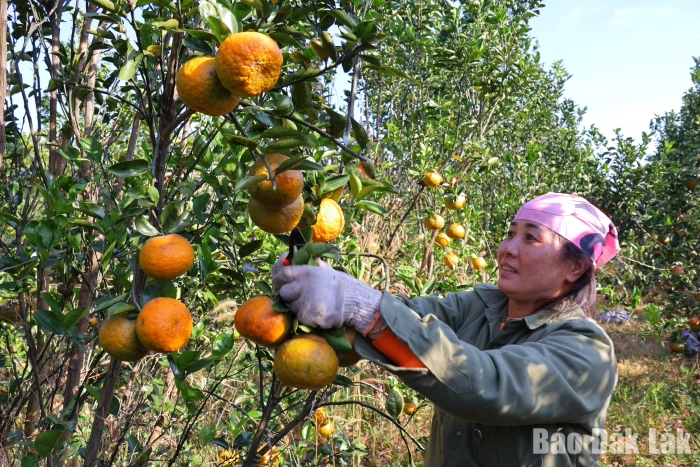 Mùa vàng trên đất Ea Wer