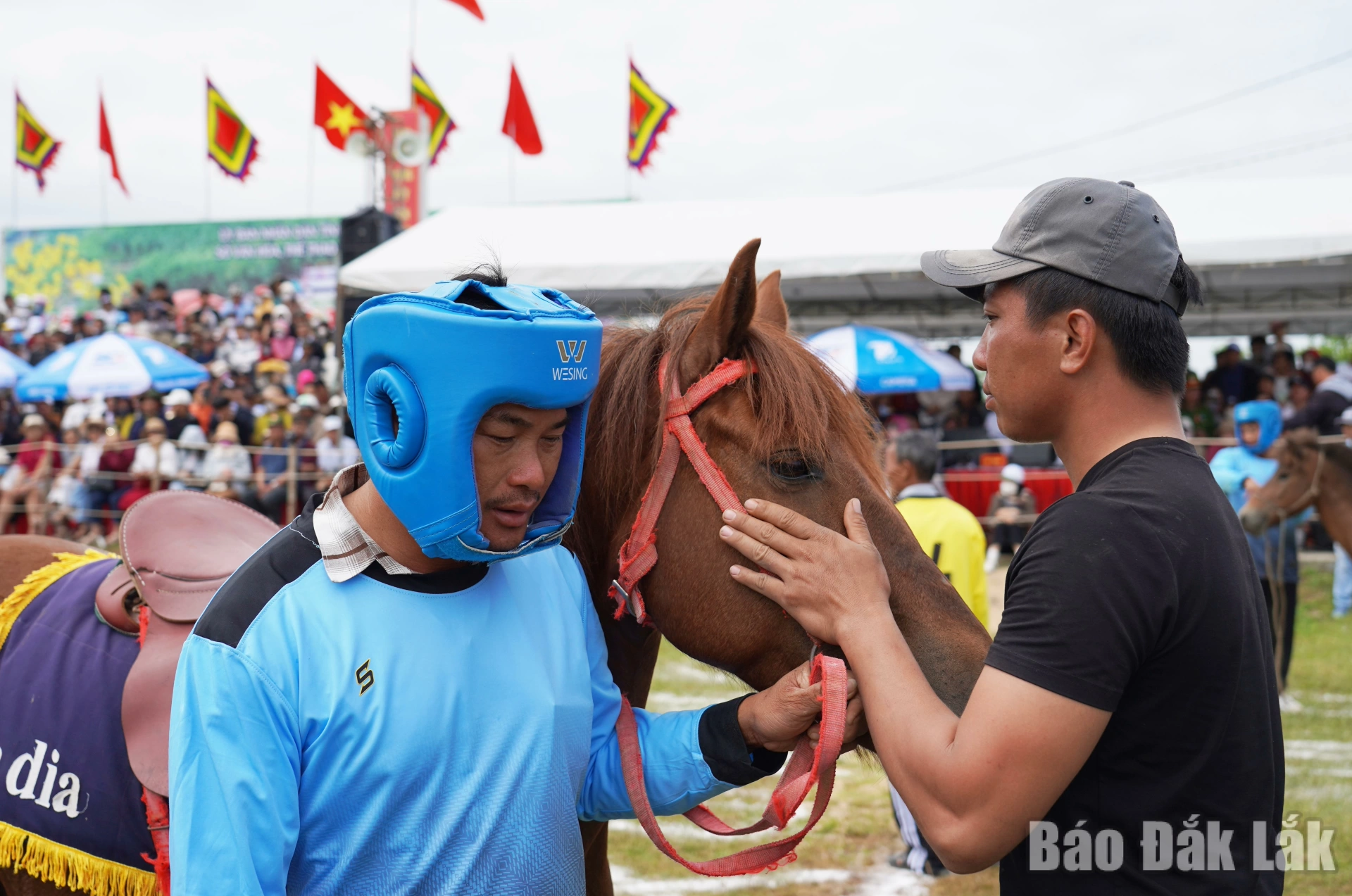 Nài ngựa vỗ về, trấn an kỵ mã trước khi bước vào cuộc đua.
