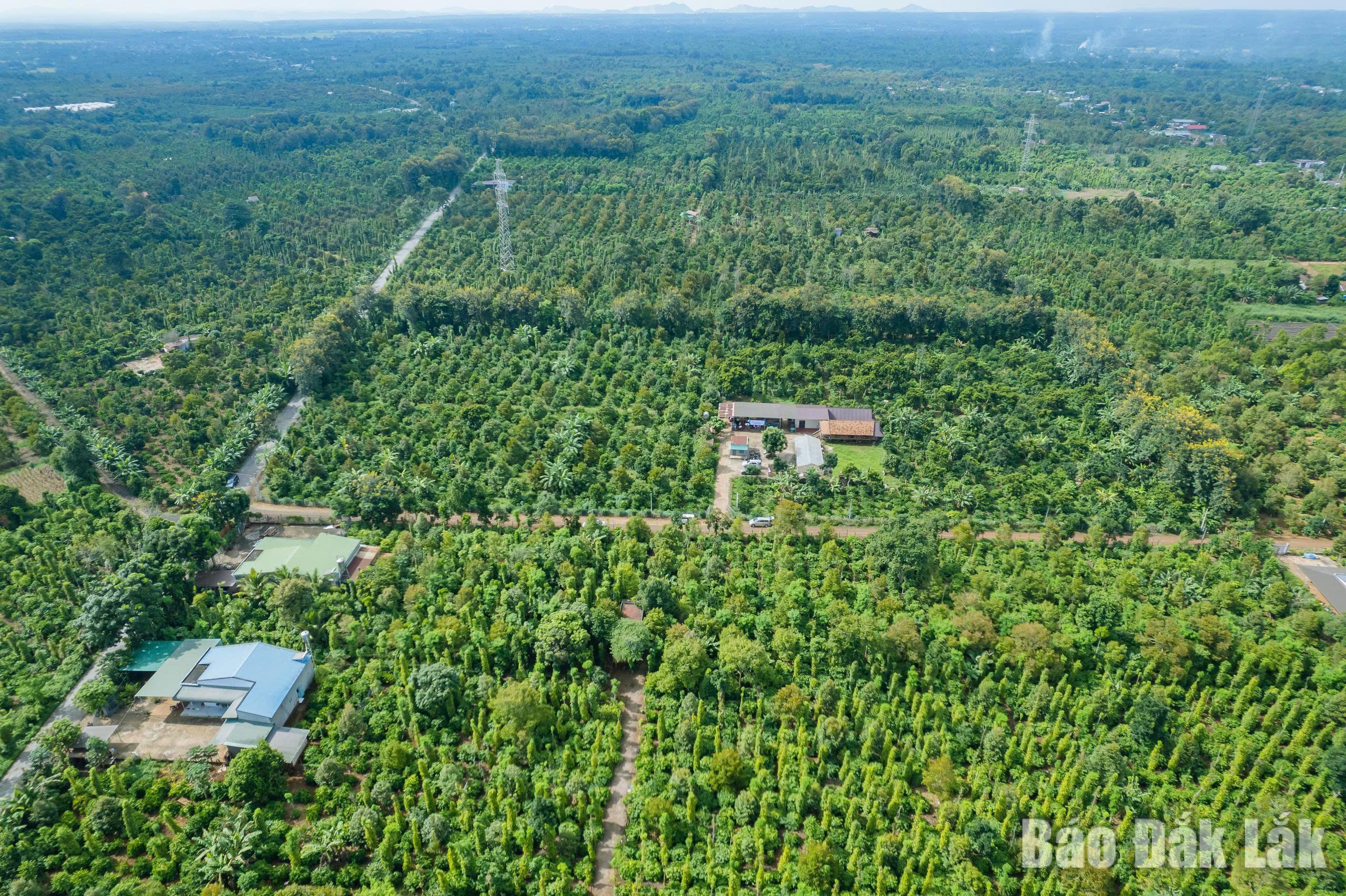 A sustainable coffee raw-material zone in Cu M’gar commune.