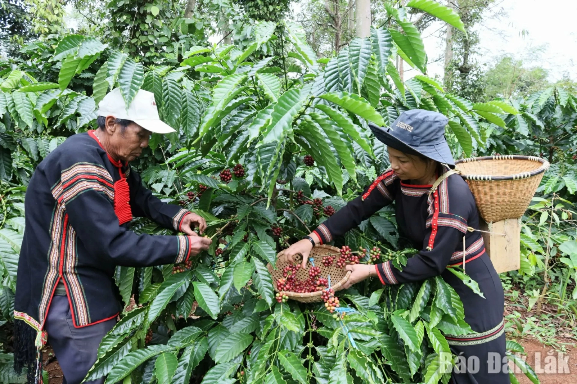 Residents of Dak Lak harvesting fully ripe coffee cherries to enhance the quality of export products.