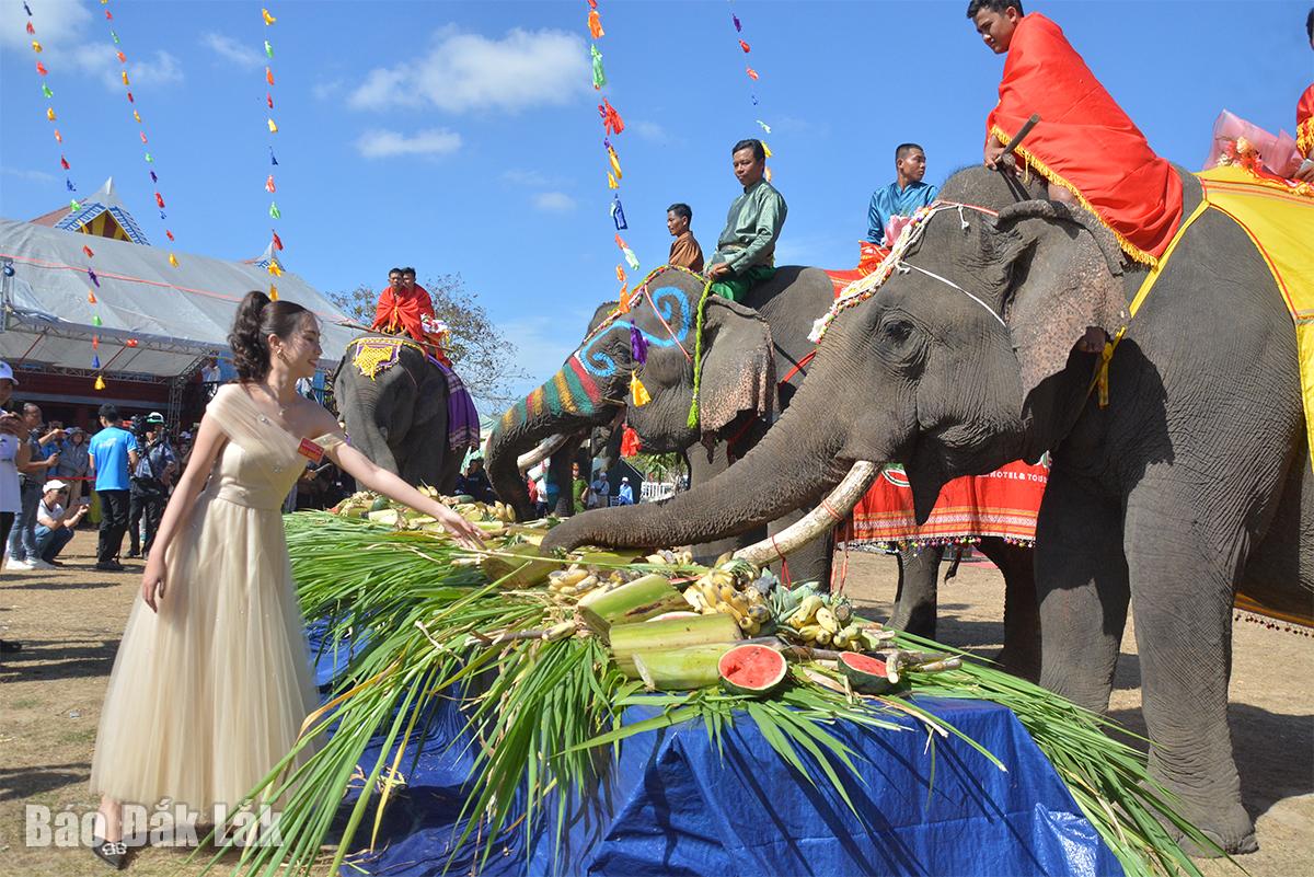 Đặc sắc Hội voi Buôn Đôn