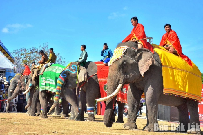 Những mùa hội voi trong ký ức