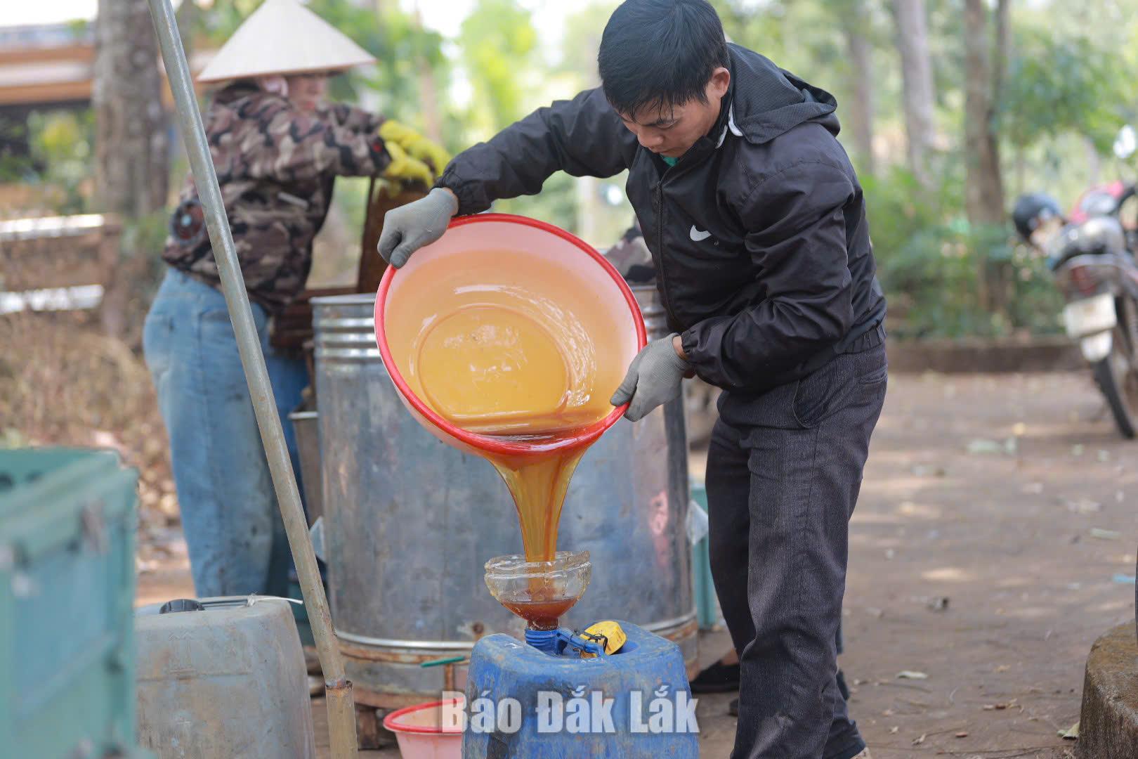 Những giọt mật vàng ươm, thơm ngon, hấp dẫn được rót vào các thùng nhựa dự trữ rồi sau đó cung cấp ra thị trường.