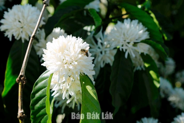 Tháng Ba mùa con ong đi lấy mật