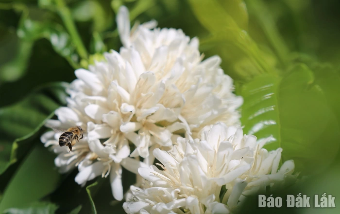 Quyến rũ sắc trắng hoa cà phê Quyến rũ sắc trắng hoa cà phê