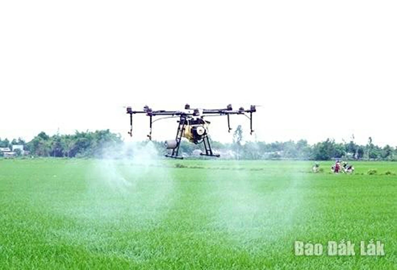 Farmers in Binh Kien ward using drones to spray pesticides.
