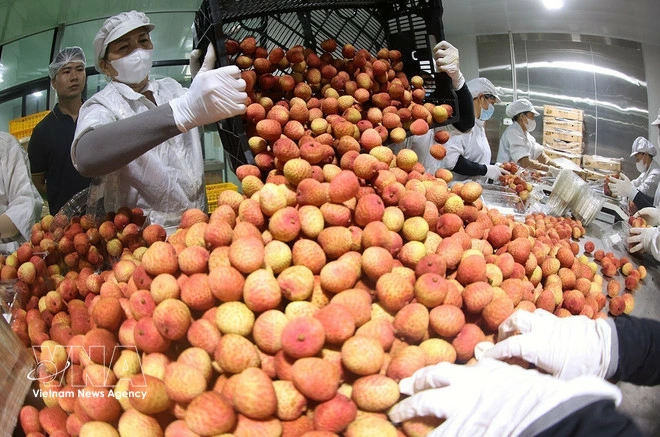 Thai ECO Co., Ltd. exports around 500 tonnes of fresh lychees to the European market. (Photo: VNA)
