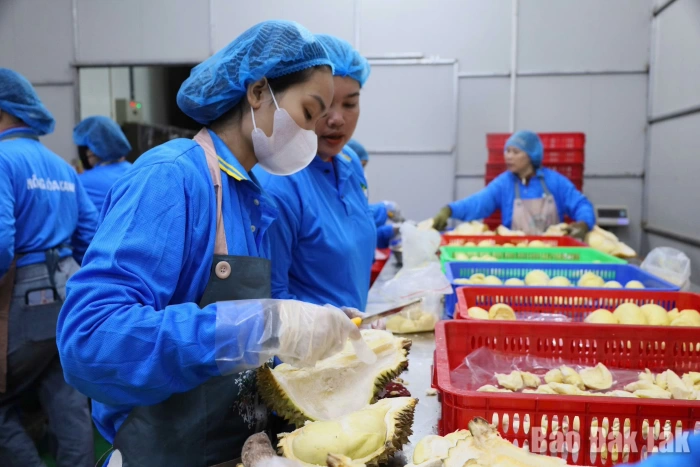 Ban hành Quy chế quản lý hoạt động mua, bán sầu riêng trên địa bàn Đắk Lắk