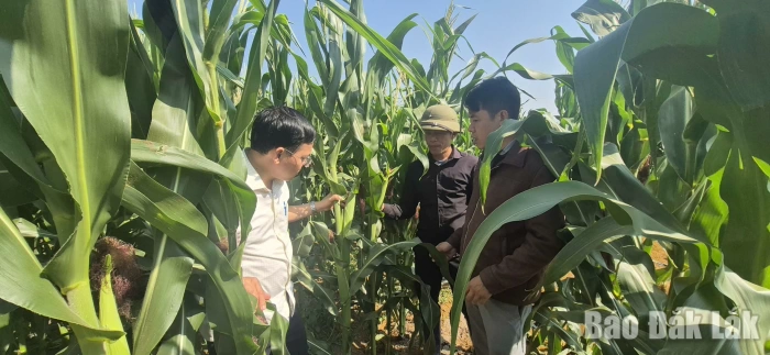 Vân Hòa chuyển đổi cây trồng, định hình nền nông nghiệp bền vững