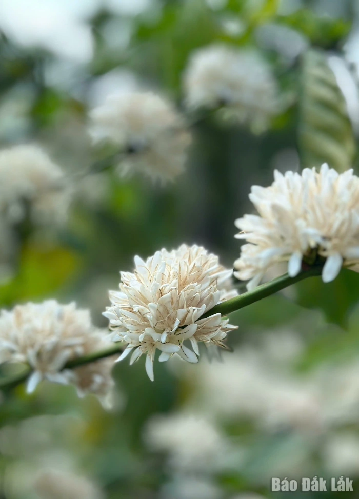 Vị cà phê mang hương rừng, gió biển