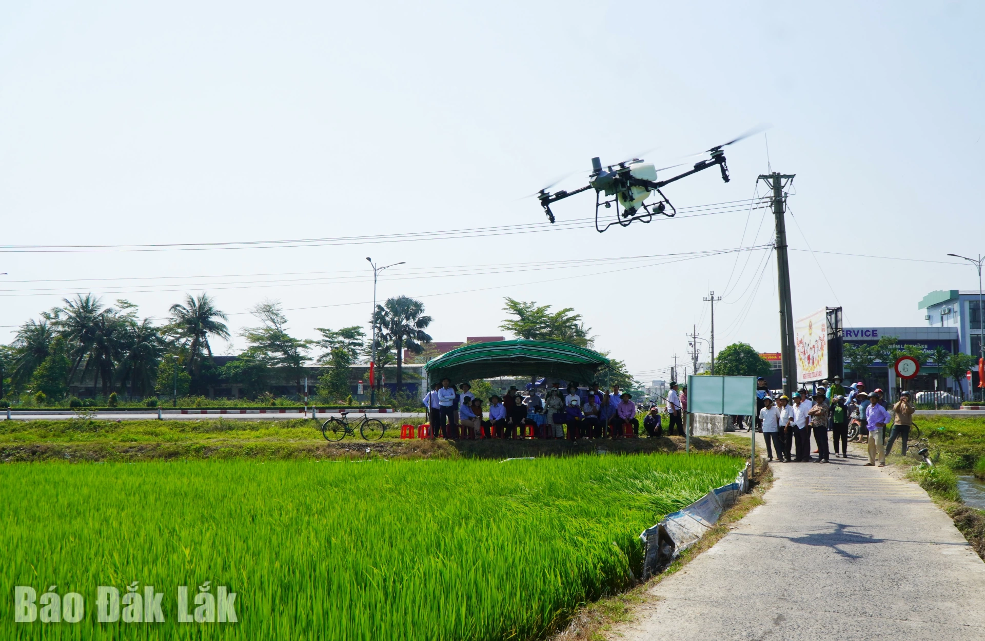 Đại biểu và nông dân xem trình diễn phun thuốc bằng máy bay không người lái.