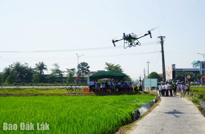 Phường Tuy Hòa trình diễn mô hình cánh đồng mẫu