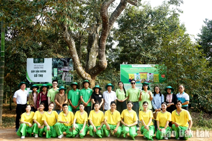 Trải nghiệm quy trình “Thụ phấn hoa sầu riêng”