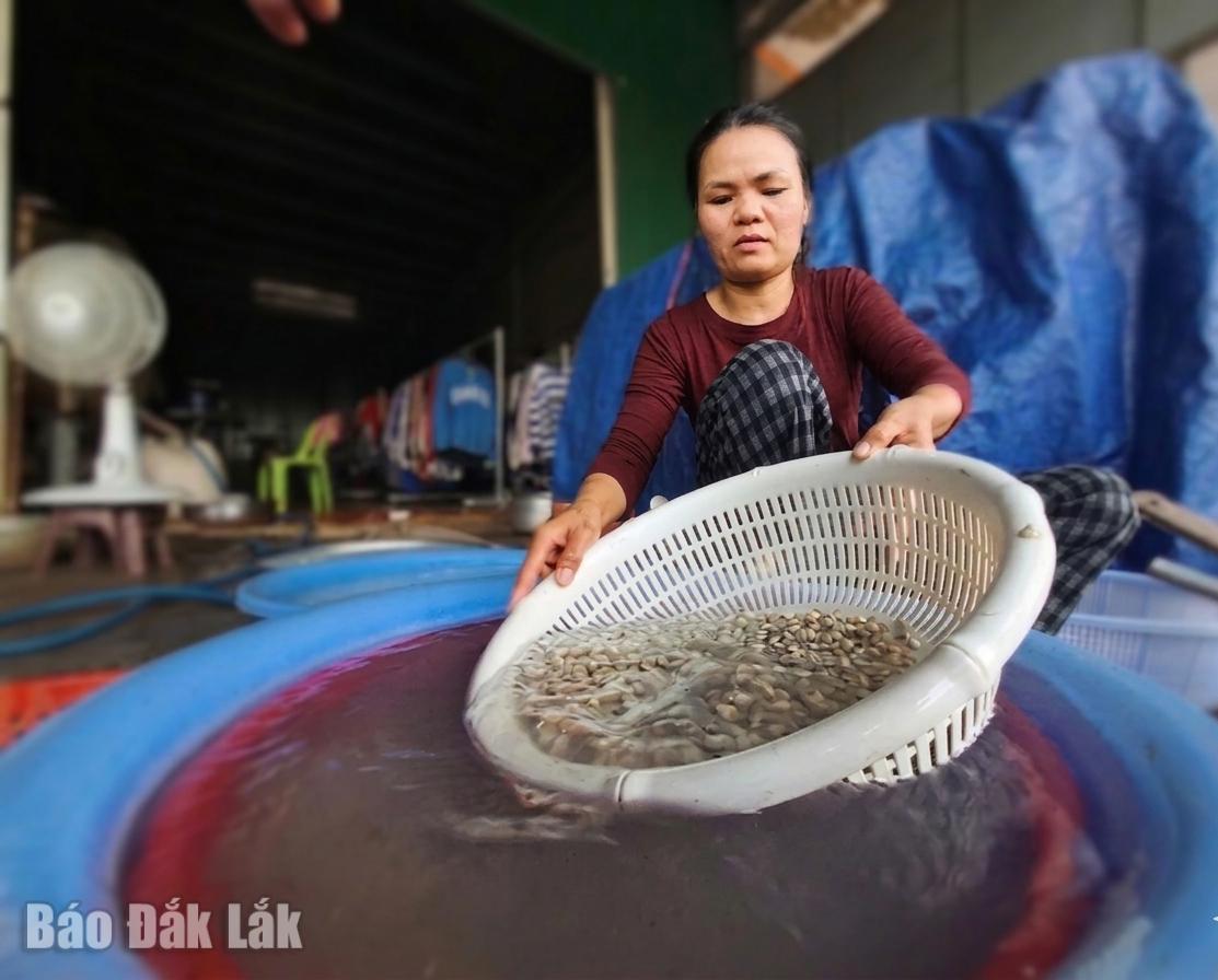 Hến được các chủ vựa trên địa bàn phường Ea Kao thu mua với giá từ 8.000 - 10.000 đồng/kg rồi bán hến sống hoặc sơ chế thành phẩm.