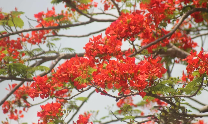 Tiếng vọng ngày hè