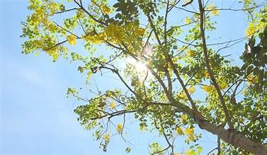 Ảnh minh họa: Internet