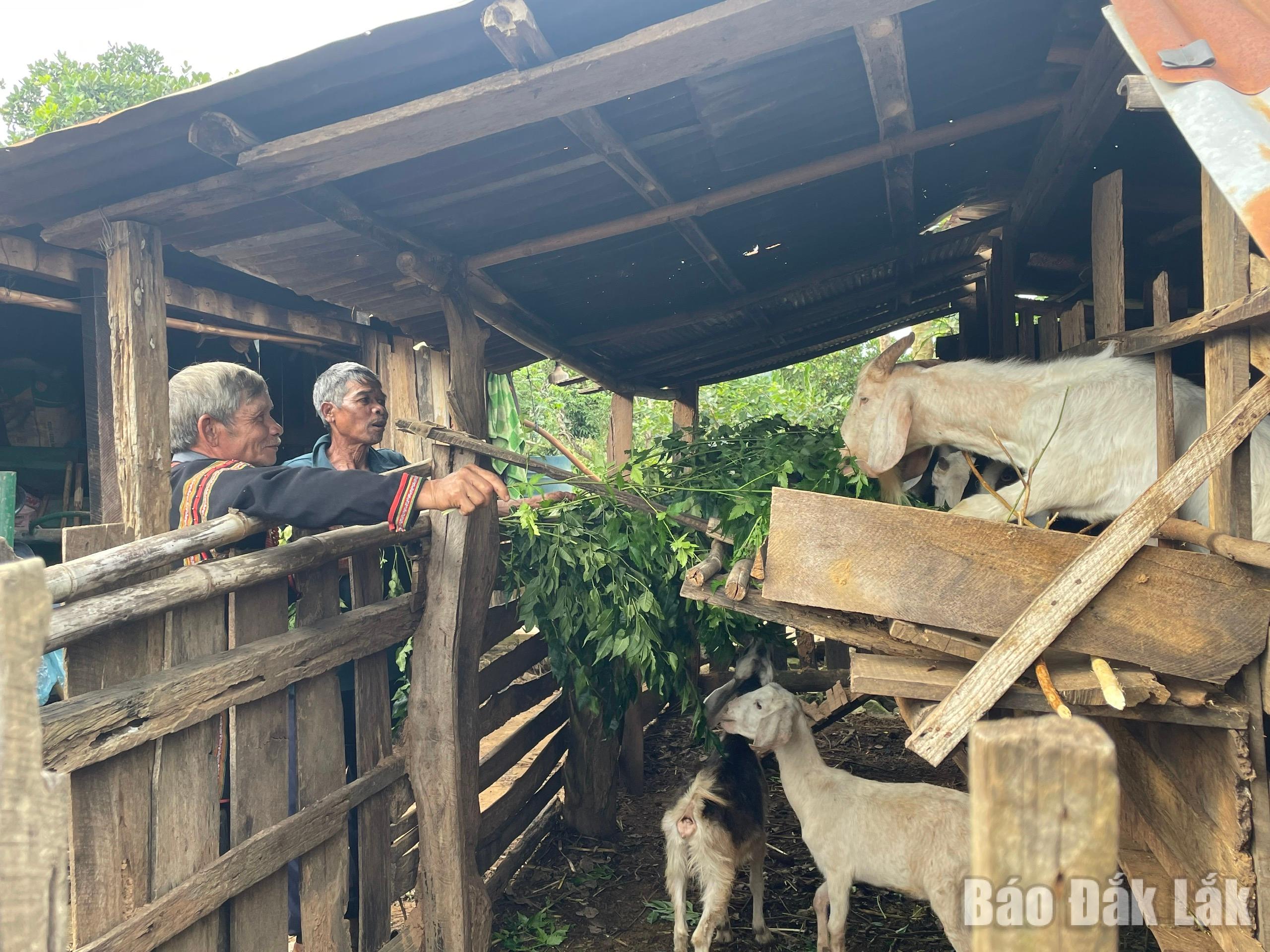 Nhiều hộ nghèo xã Cư Pơng được tiếp cận nguồn vốn vay ưu đãi để phát triển kinh tế.