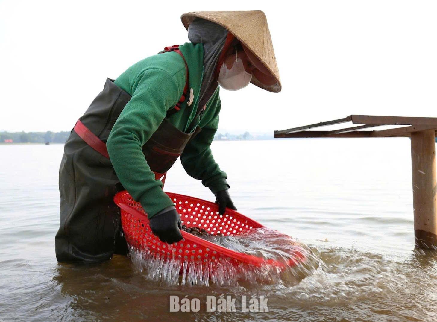 Phụ nữ lo việc đãi, rửa hến.