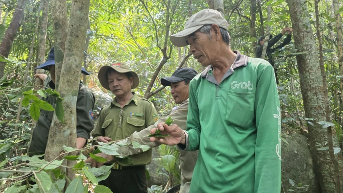 Lên phương án bảo tồn, phát triển vườn trà cổ ở đỉnh núi Hòn Chảo, xã Hòa Mỹ