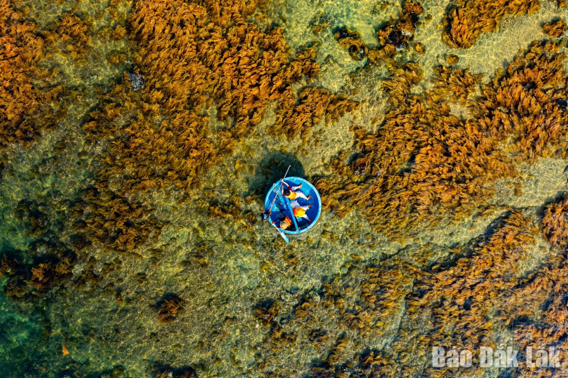 According to local residents, this marking the first time this area has seen such thick, beautiful seaweed, coloring the entire blue sea yellow.