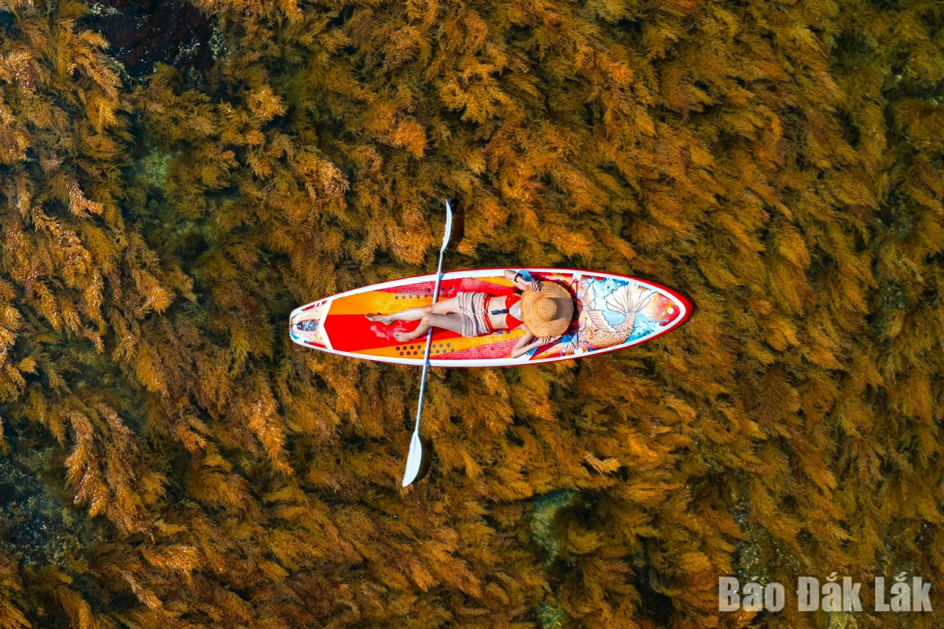 Viewed from above, the yellow-brown seaweed forest esembling ripened rice paddies sparkling under the sunlight.