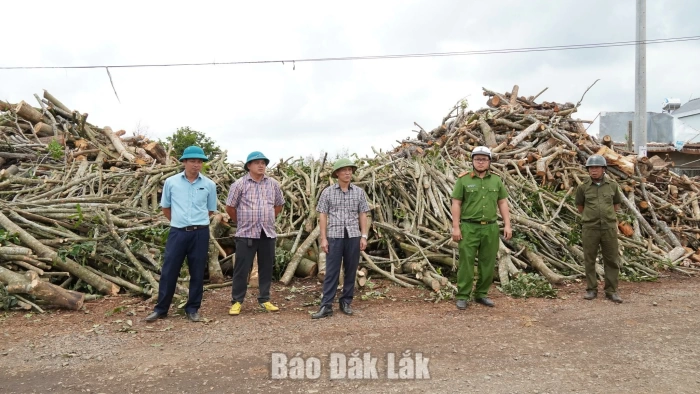 Xã Dliê Ya kiểm tra các cơ sở thu mua củi vườn gây mất an toàn giao thông 