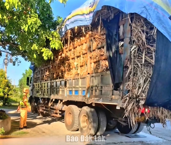 Lập biên bản xe chở mía vượt quá tải trọng gần 171%